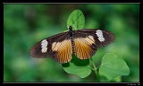 Some butterfly